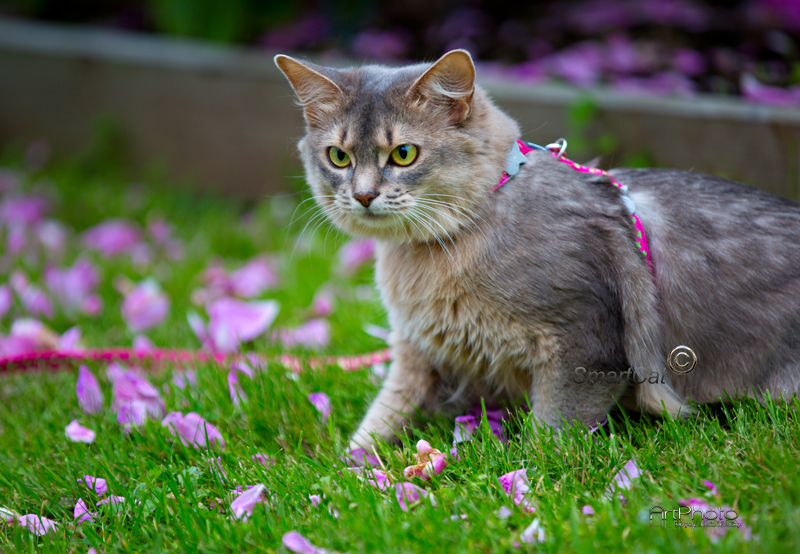 Kattsele Hot pink Limegröna Stjärnor från Red Dingo - 5