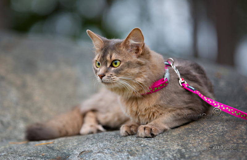 Kattsele Hot pink Limegröna Stjärnor från Red Dingo - 2