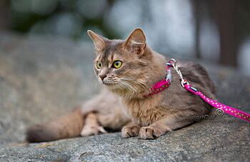 Kattsele Hot pink Limegröna Stjärnor från Red Dingo