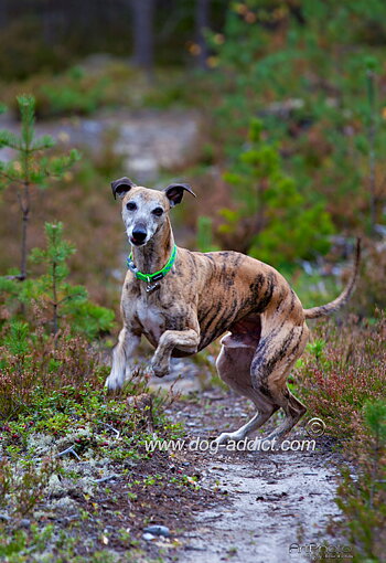 Hundhalsband Limegrönt med turkosa stjärnor från Red Dingo