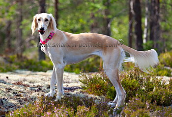 Hundhalsband Halvstryp stark rosa med stjärna från Red Dingo