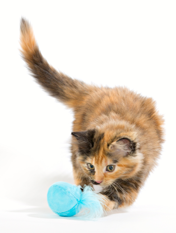 Kattmynta boll med bjällra och fjäder!  - 2