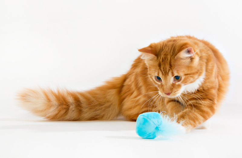 Kattmynta boll med bjällra och fjäder!  - 5