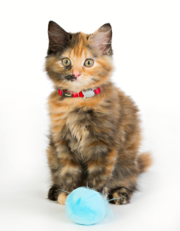 Kattmynta boll med bjällra och fjäder! 