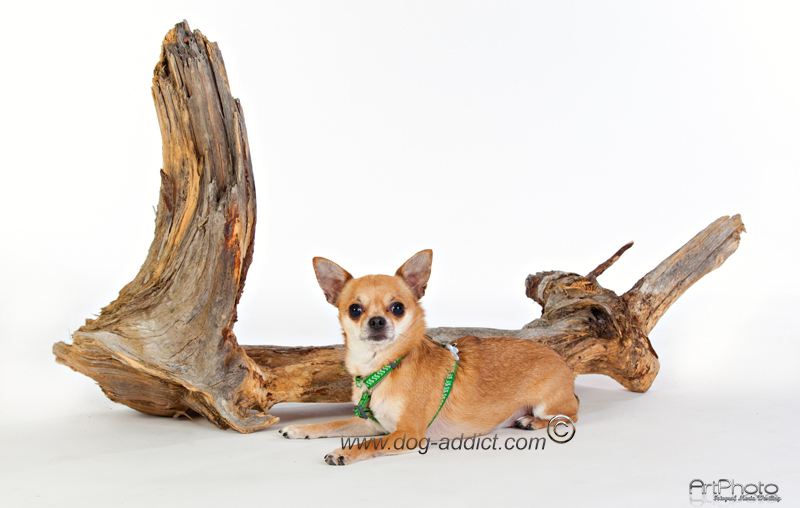 Hundsele Grön Ziggy Reflex från Red Dingo - 2
