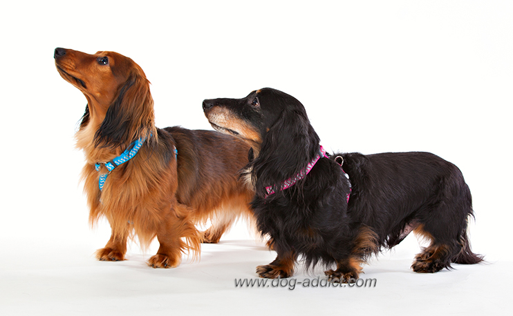 Hundsele Starkt Rosa Ziggy Reflex från Red Dingo - 3