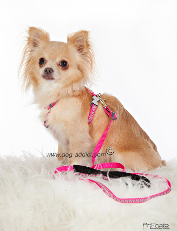 Hundsele Starkt Rosa Ziggy Reflex från Red Dingo