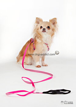 Hundsele Starkt Rosa Ziggy Reflex från Red Dingo