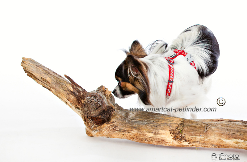 Hundsele Röd Ziggy Reflex från Red Dingo - 3