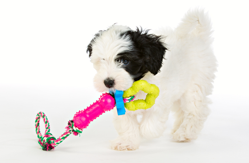 Repleksak Chew Bone