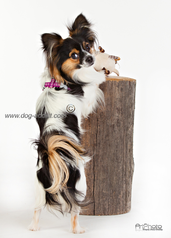 Hundsele Lila Ziggi Reflex från Red Dingo - 6