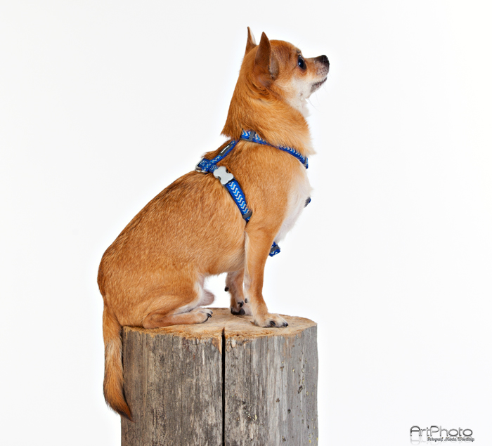 Hundsele Marinblå Ziggy Reflex från Red Dingo - 3