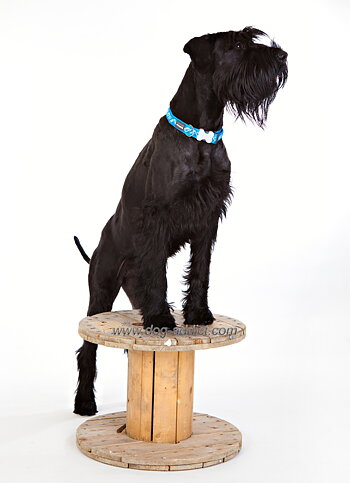 Hundhalsband Turkos Flanno