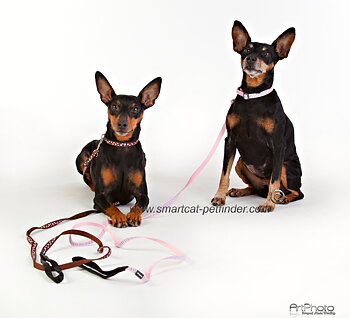  Hundhalsband Brunt med Rosa prickar från Red Dingo