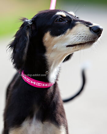 Hundhalsband Starkt Rosa strl L, 25mm , 41-63cm