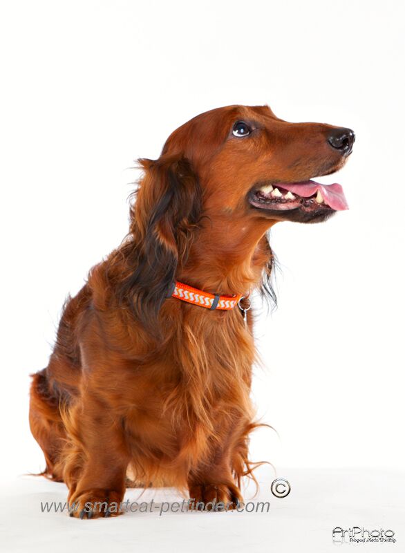 Hundhalsband halvstryp Reflex Orange från Red Dingo - 5