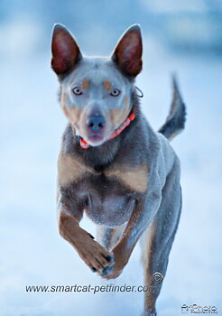 Hundhalsband halvstryp Reflex Orange från Red Dingo