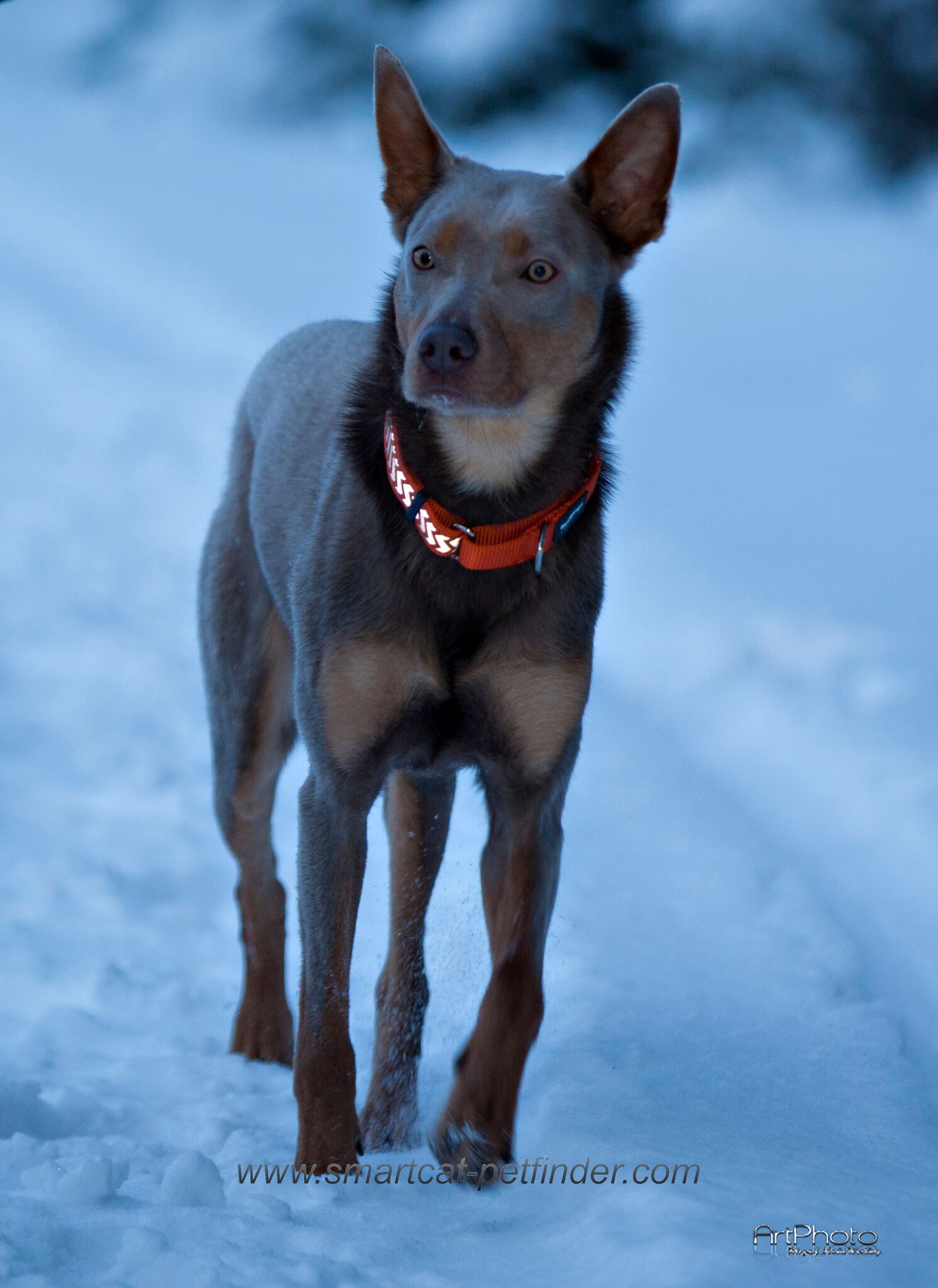 Hundhalsband halvstryp Reflex Orange från Red Dingo - 4