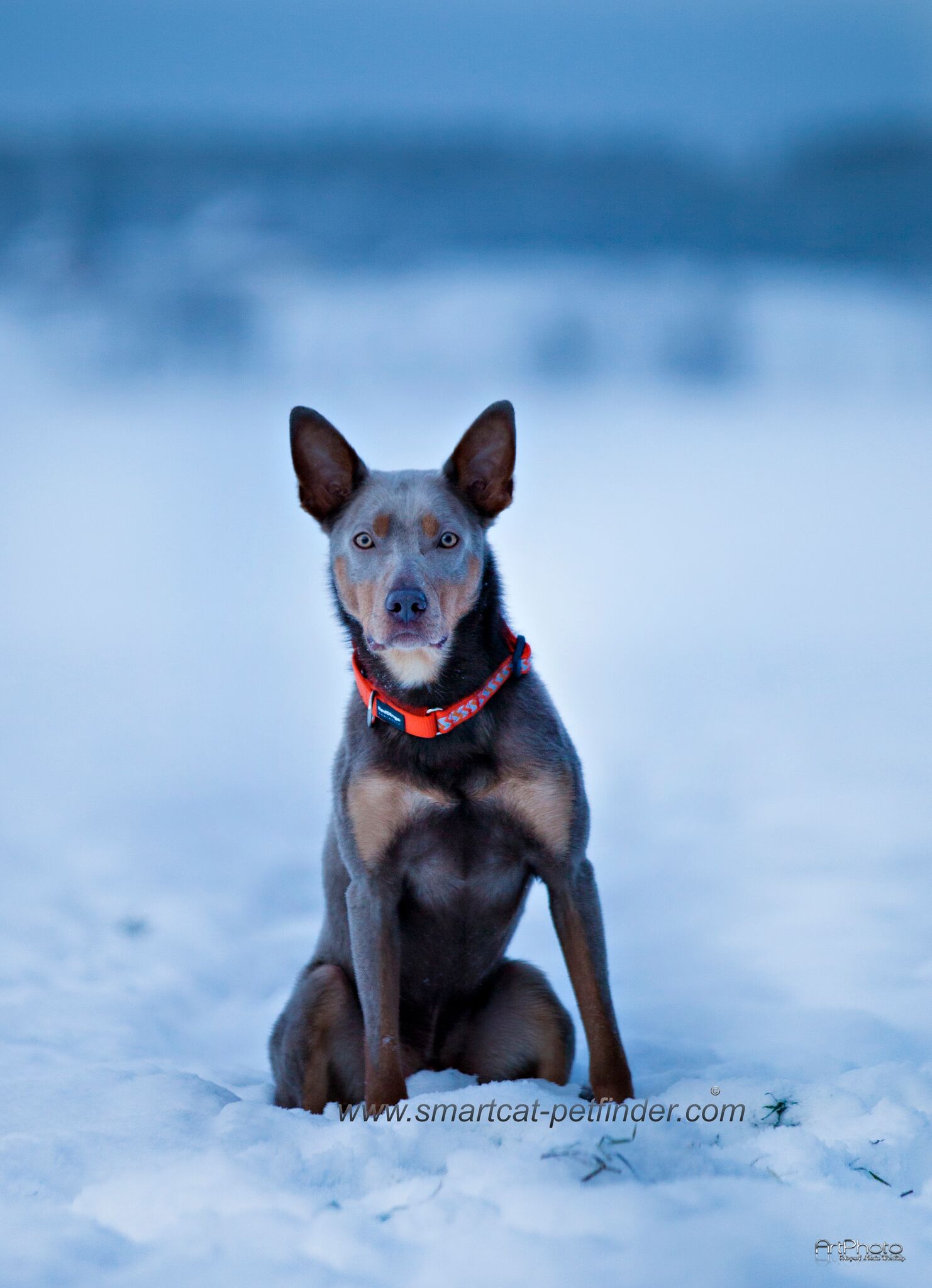 Hundhalsband halvstryp Reflex Orange från Red Dingo - 7