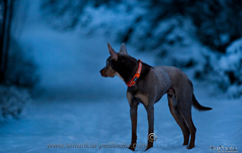 Hundhalsband halvstryp Reflex Orange från Red Dingo - 3