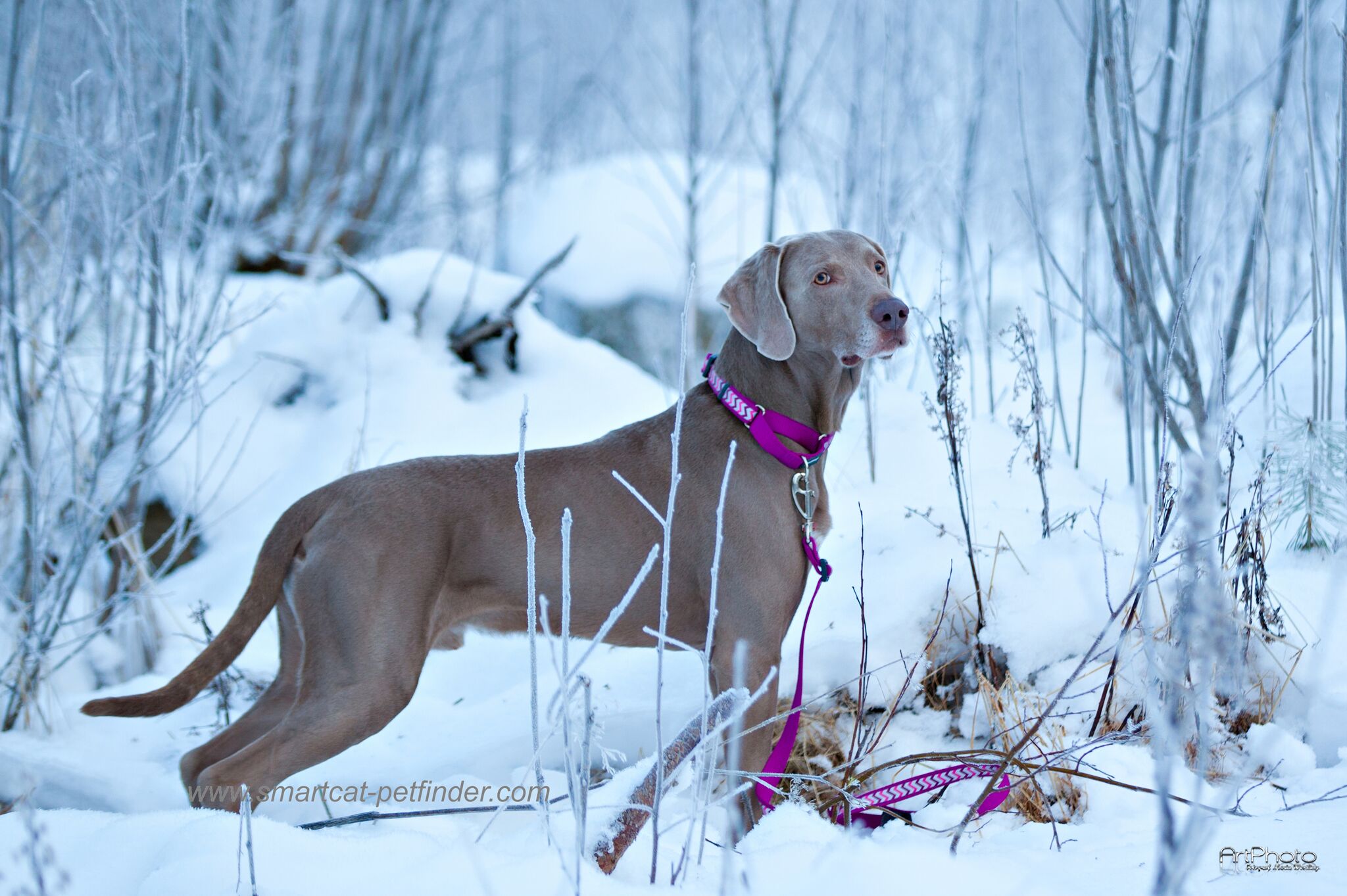 Hundkoppel Reflex Lila från Red Dimgo - 3