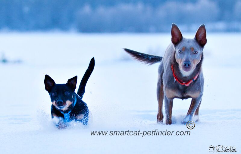hundhalsband halvstryp reflex Turkos från Red Dingo - 6