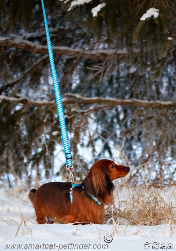 hundhalsband halvstryp reflex Turkos från Red Dingo - 7