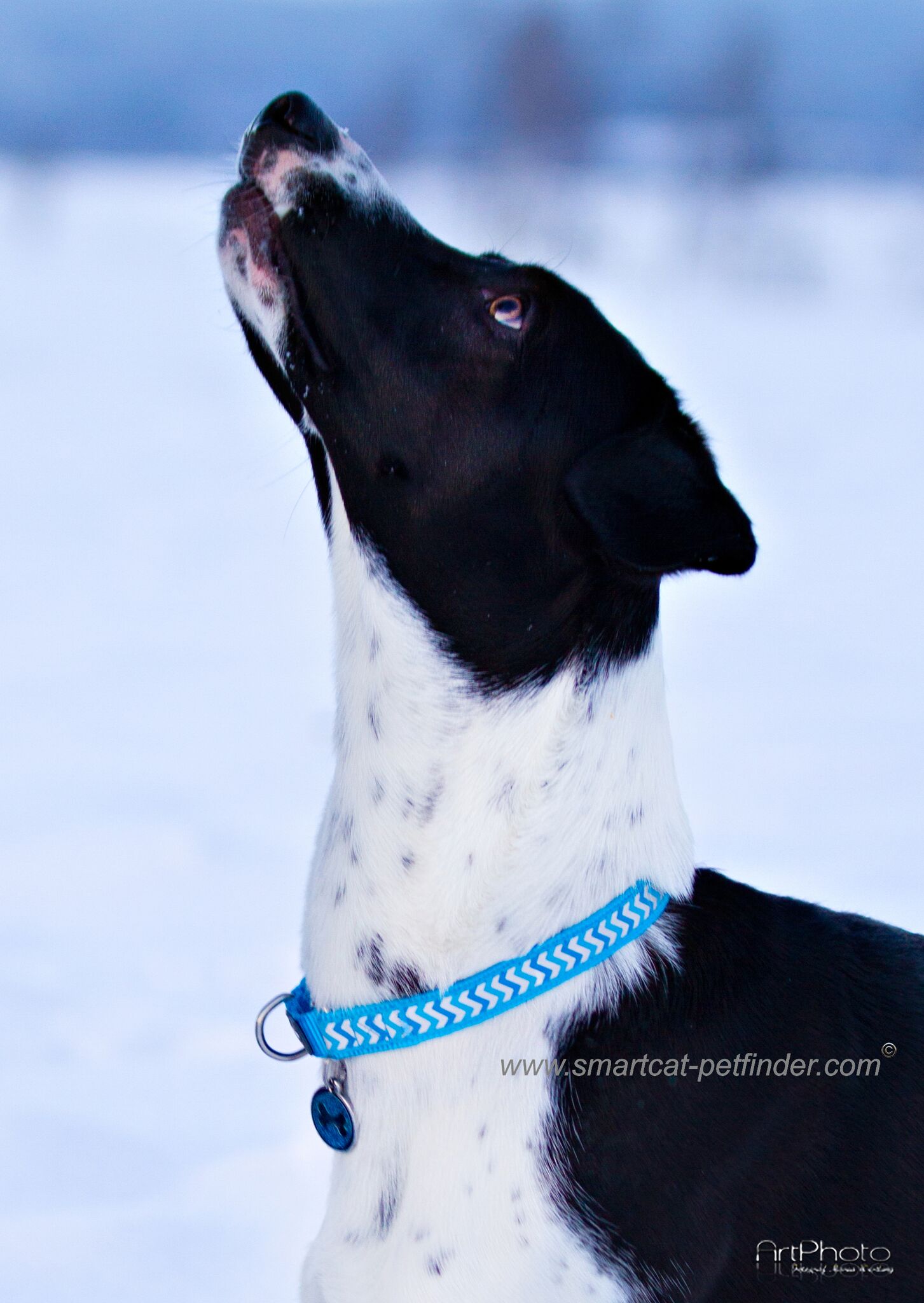 hundhalsband halvstryp reflex Turkos från Red Dingo - 3