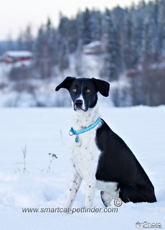 hundhalsband halvstryp reflex Turkos från Red Dingo - 5