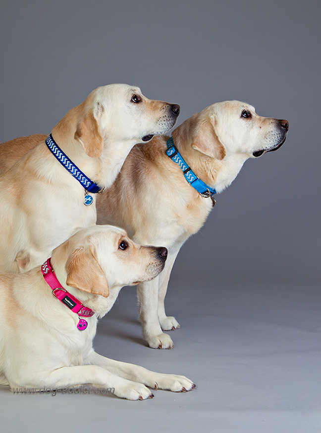 hundhalsband halvstryp reflex Turkos från Red Dingo - 9