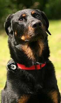 Hundkamera från EYENIMAL
