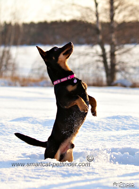 Hundkoppel Reflex starkt Rosa från Red Dingo - 3