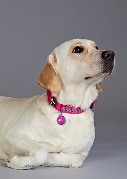 Hundkoppel Reflex starkt Rosa från Red Dingo