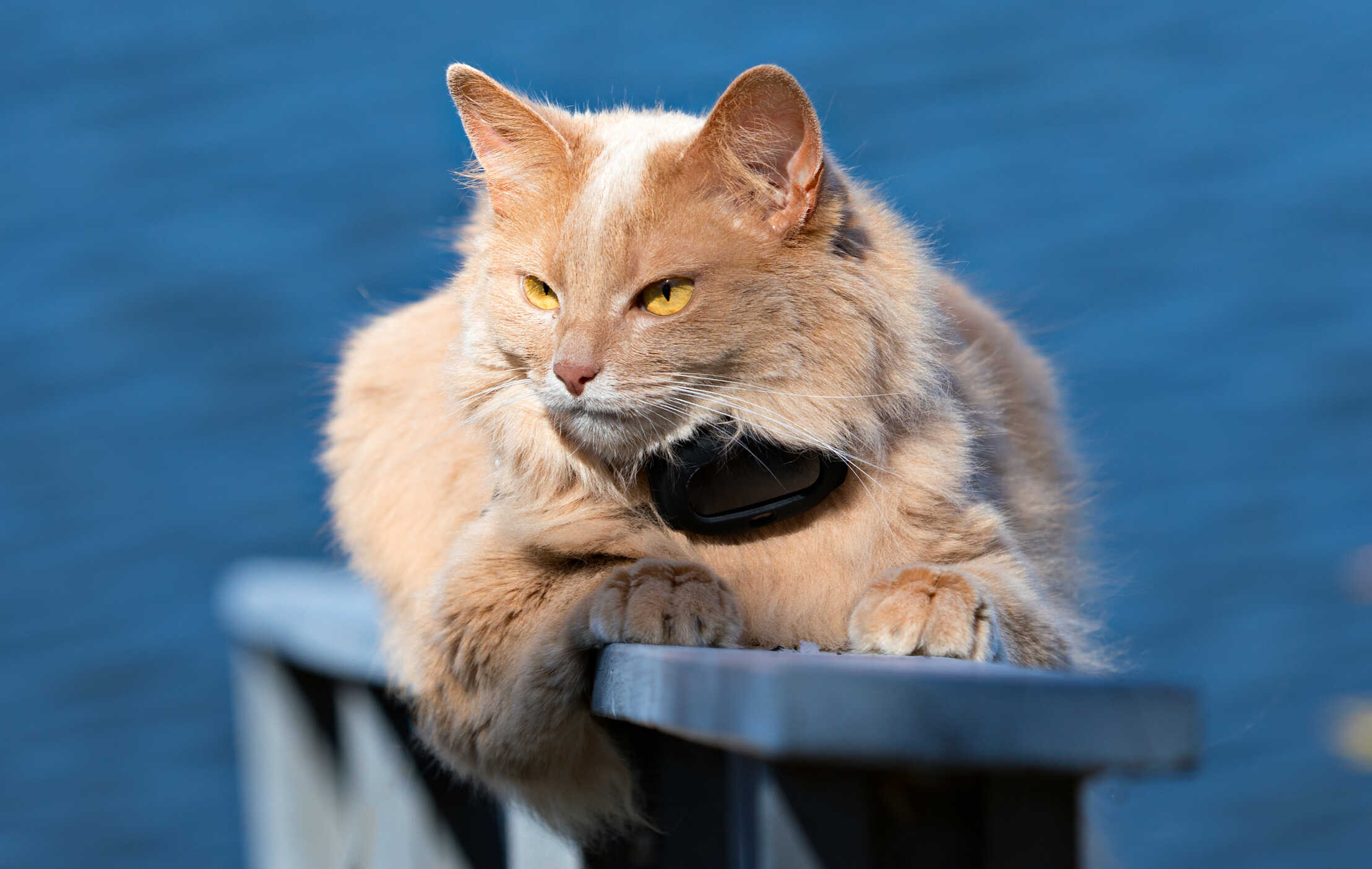 Katt GPS liten och nätt för små katter
