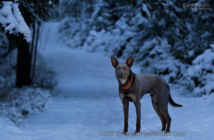 Hundhalsband Reflex Turkos från Red Dingo - 7