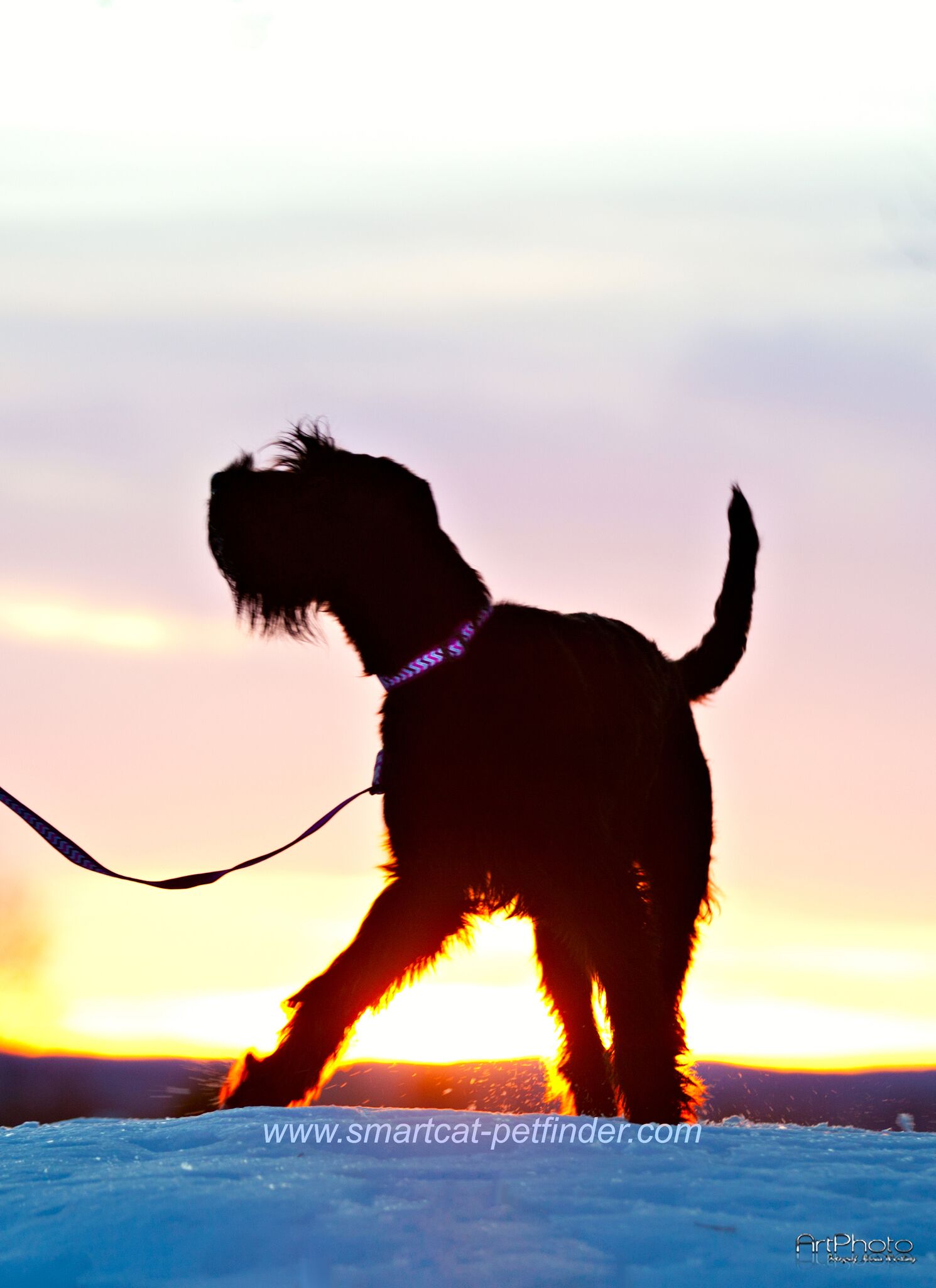 Hundhalsband halvstryp reflex starkt Rosa från Red Dingo  - 5