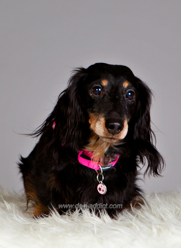 Hundhalsband halvstryp reflex starkt Rosa från Red Dingo  - 4