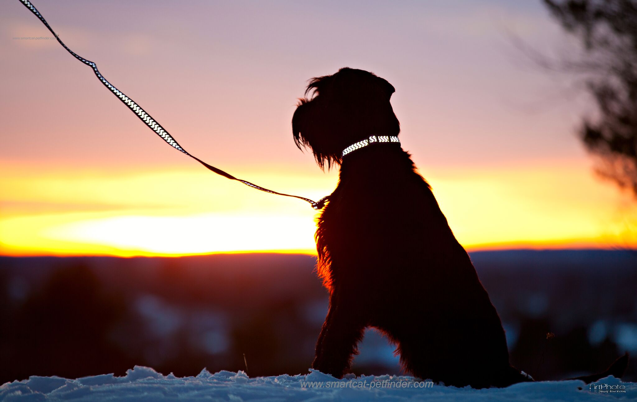 Hundhalsband halvstryp reflex starkt Rosa från Red Dingo  - 8