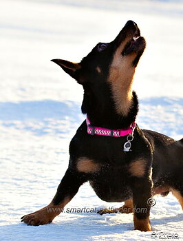 Hundhalsband halvstryp reflex starkt Rosa från Red Dingo 