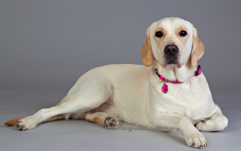 Hundhalsband halvstryp reflex starkt Rosa från Red Dingo  - 3