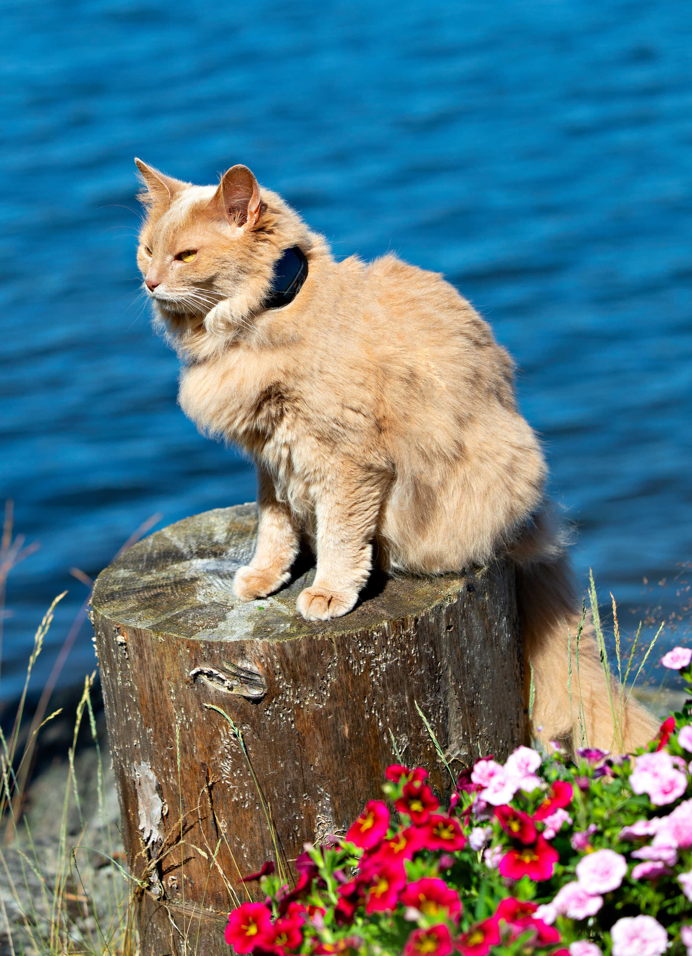 Katt GPS minsta GPS och med senaste tekniken på marknaden