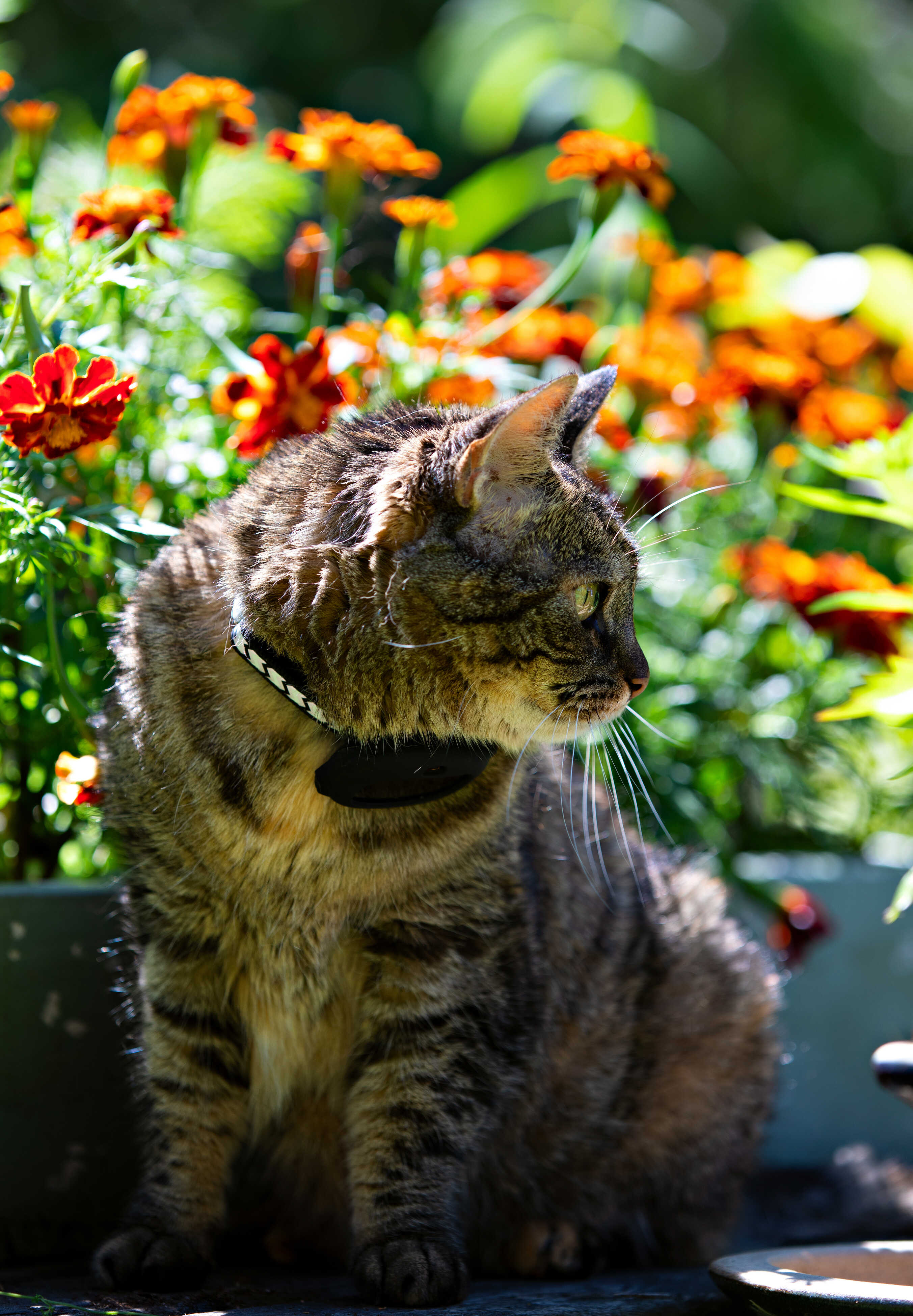Katt GPS En liten mini GPS för små katter här i 3pack
