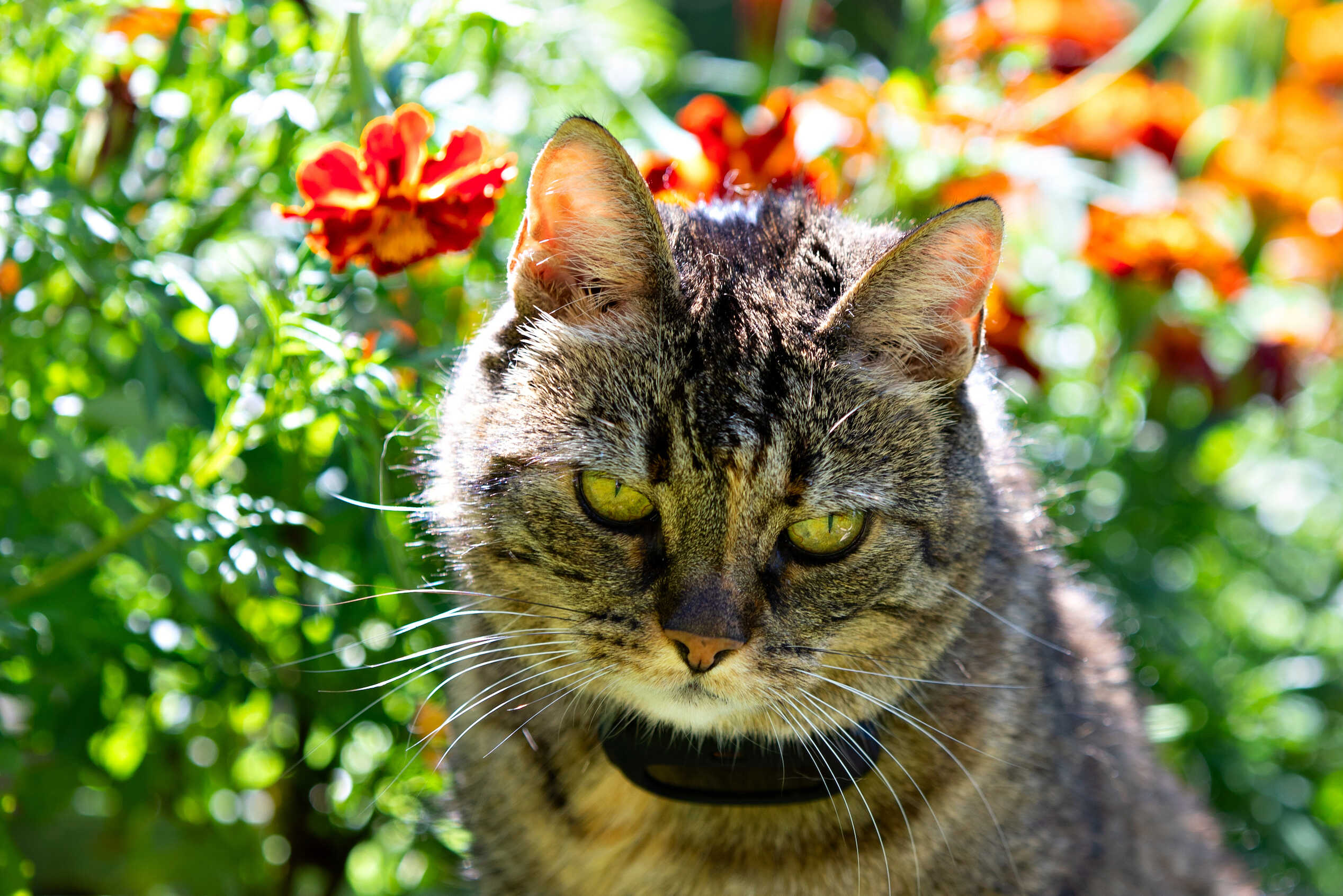 Katt GPS från SmartCat med Smarta funktioner helt Ny