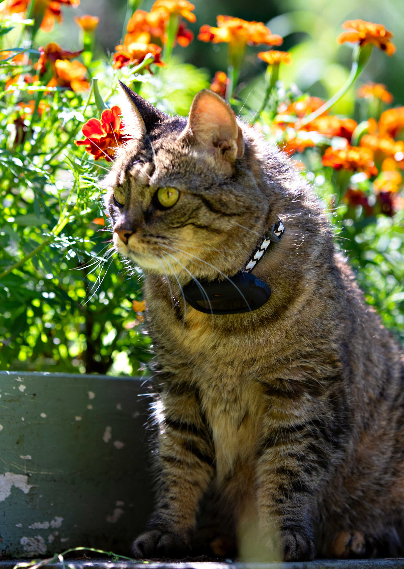 Katt GPS från SmartCat med många smarta funktioner