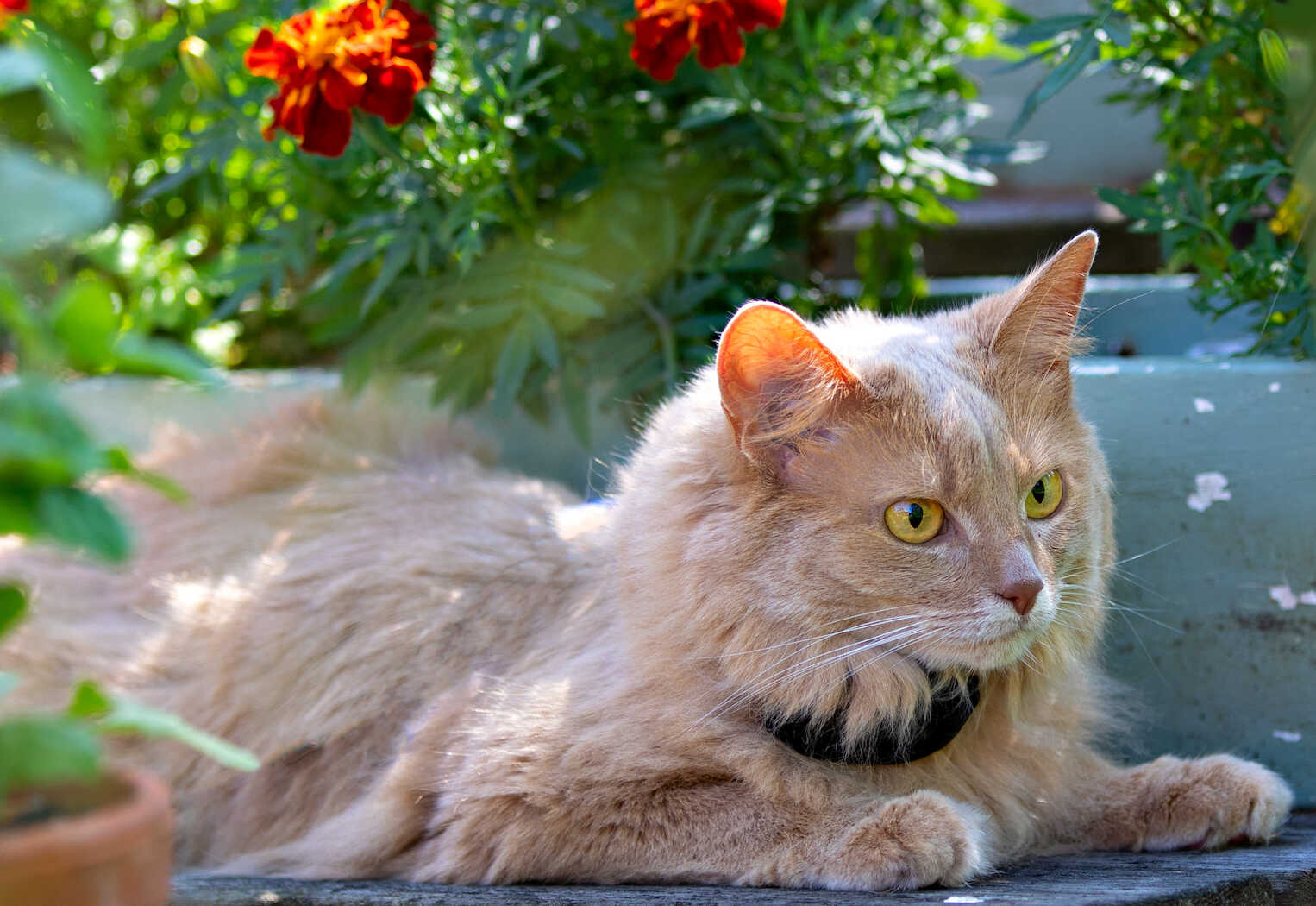 Katt GPS i miniformat för små katter
