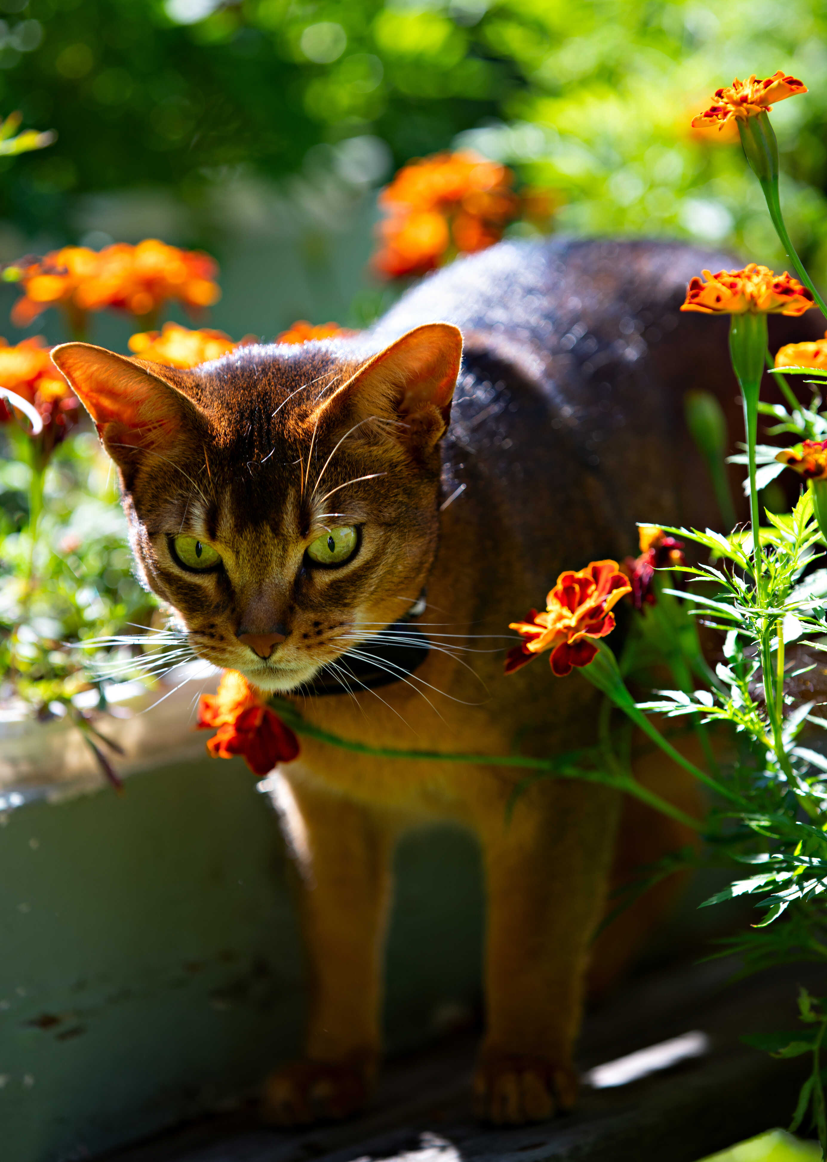 Katt GPS minsta i sitt slag SmartCat GPS Pro