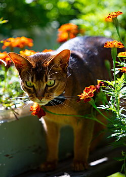 Katt GPS minsta i sitt slag SmartCat GPS Pro