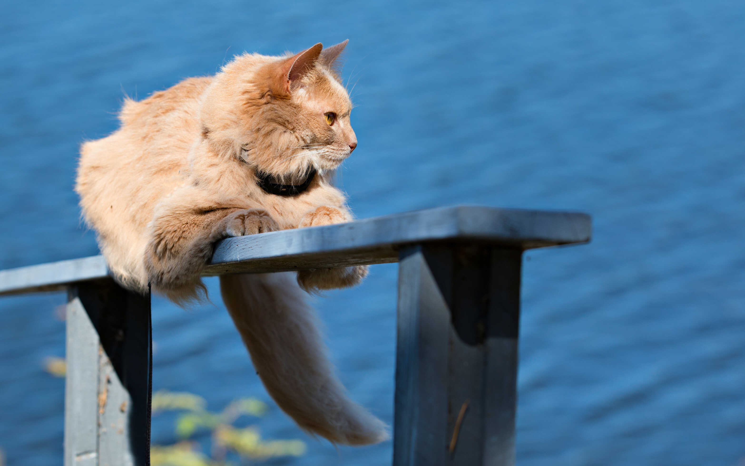 Katt GPS Liten och lätt för små katter här 3st till kampanjpris