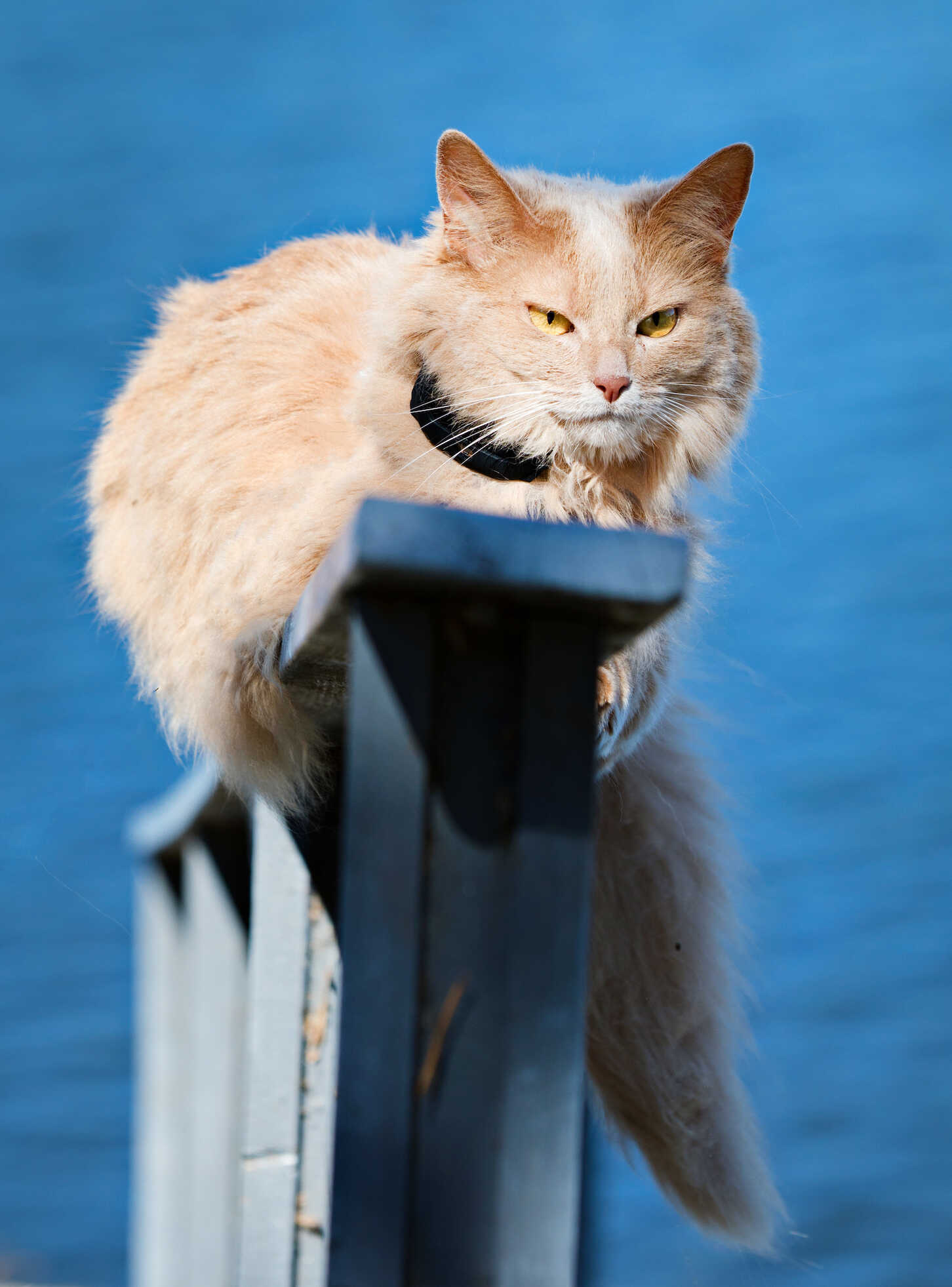 Katt GPS SmartCat GPS pro