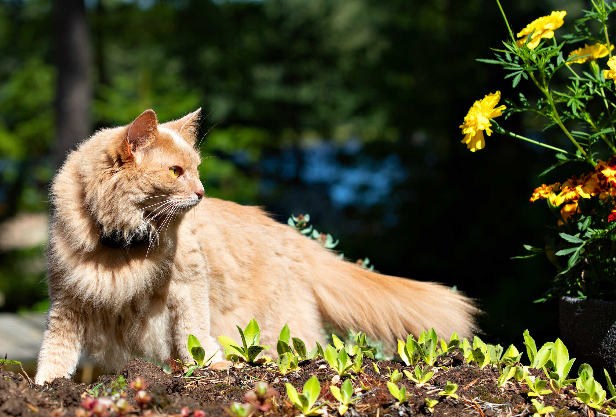 Bästa GPS för katt hittar du hos SmartCat